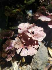 Trogia cantharelloides