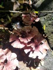 Trogia cantharelloides