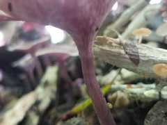 Trogia cantharelloides