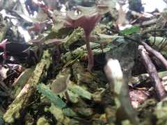 Trogia cantharelloides