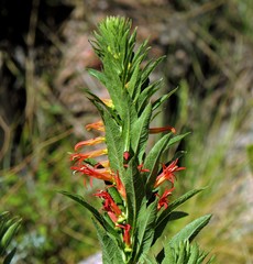 Siphocampylus foliosus