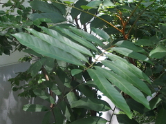 Dysoxylum hongkongense