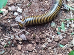 Rhinocricidae