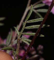 Indigofera pilgeriana