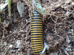 Rhinocricidae