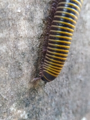 Rhinocricidae