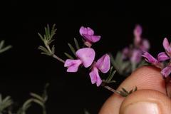 Indigofera pilgeriana