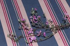 Indigofera pilgeriana