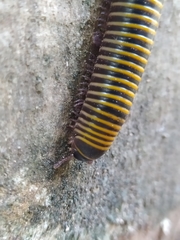 Rhinocricidae