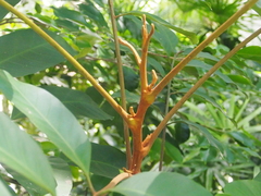 Dysoxylum hongkongense