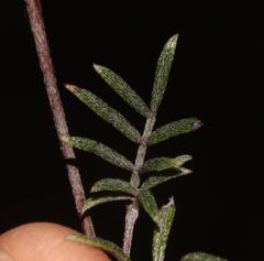 Indigofera pilgeriana
