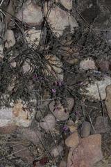 Indigofera pilgeriana
