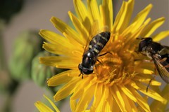 Eupeodes confertus