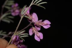 Indigofera pilgeriana