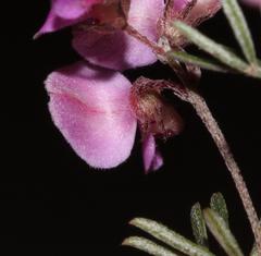 Indigofera pilgeriana