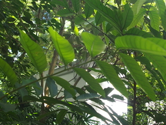 Dysoxylum hongkongense