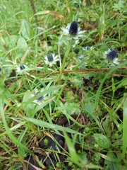 Eryngium carlinae