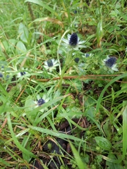 Eryngium carlinae