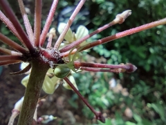 Thomisidae