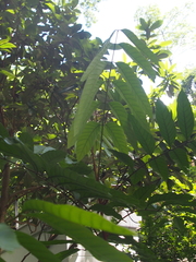 Dysoxylum hongkongense