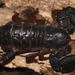 Tree Docile Scorpion - Photo (c) Robert Taylor, some rights reserved (CC BY), uploaded by Robert Taylor