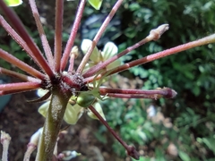 Thomisidae
