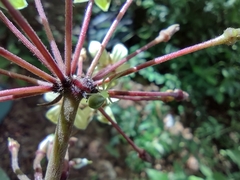 Thomisidae