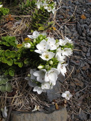 Veronica macrantha brachyphylla