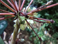 Thomisidae