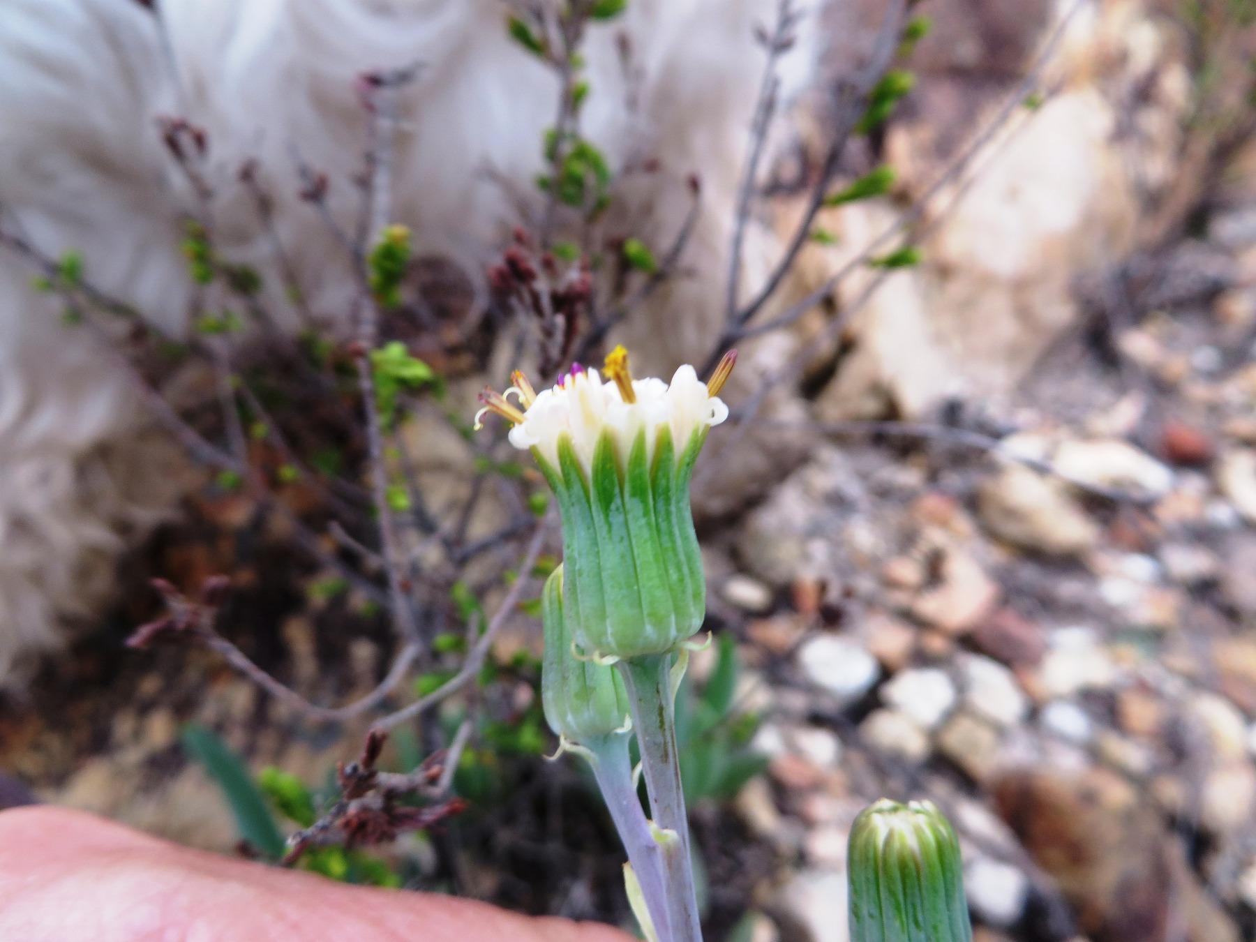 Senecio talinoides 3