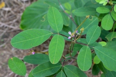 Grona heterocarpos