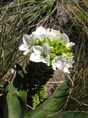 Veronica macrantha brachyphylla