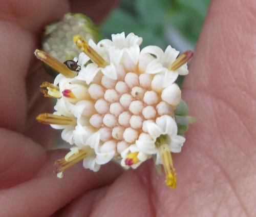 Curio talinoides