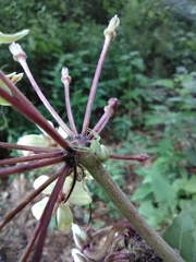 Thomisidae