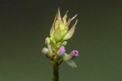 Grona heterocarpos