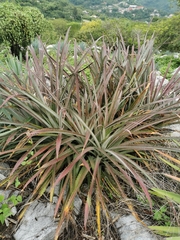 Bromelia karatas