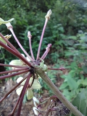 Thomisidae