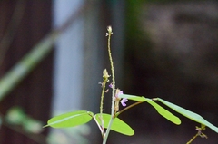 Grona heterocarpos