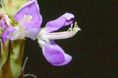 Grona heterocarpos