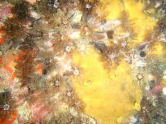 Pentacta doliolum