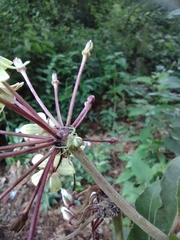 Thomisidae