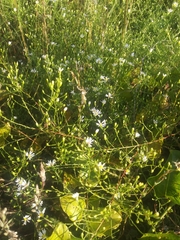 Symphyotrichum depauperatum
