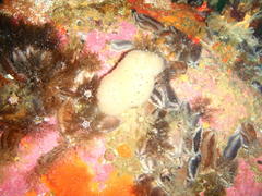 Pentacta doliolum