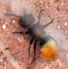 Pseudomethoca brazoria