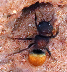 Pseudomethoca brazoria