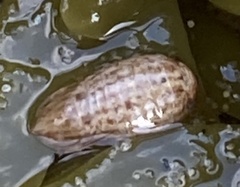 Sphaeromatoidea