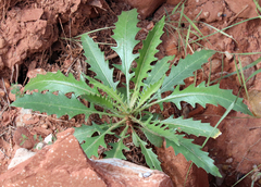 Mentzelia decapetala