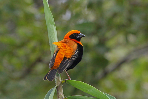 Euplectes hordeaceus