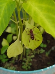 Neoclytus cacicus
