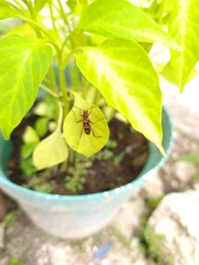 Neoclytus cacicus